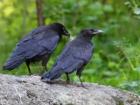 Razlaga sanj črna vrana.  Kje sanja ptica?  Plemenita sanjska knjiga N. Grishine