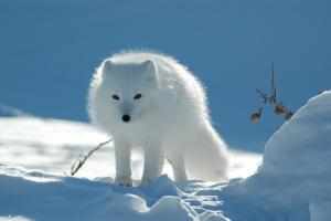 Modra arktična lisica - opis, habitat, življenjski slog