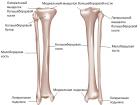 أساسيات علم التشريح: الهيكل العظمي البشري مع اسم جميع العظام. اسم عظام جسم الإنسان باللاتينية