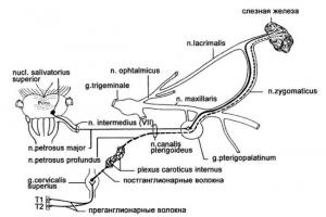 Dobna anatomija oka - suzne žlijezde i putevi, kapci i konjunktiva