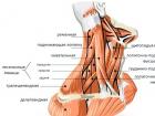 गर्दन की सतही और मध्य मांसपेशियाँ