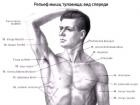 Ķermeņa muskuļu īpašības