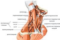 Повърхностни и средни мускули на шията