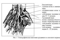 मध्यिका तंत्रिका द्वारा हाथ का संक्रमण बांह पर नसों का स्थान