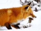 Лисица обыкновенная Лиса лисонька лисичка лисий